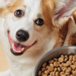 Barepets - The Ultimate Guide to the Best Dry Dog Food: What You Need to Know